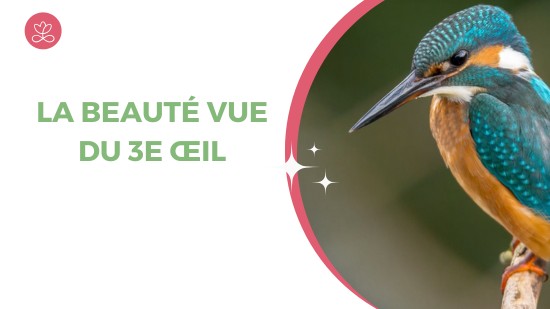 Semaine 44 : La beauté vue du 3e œil (22 minutes)